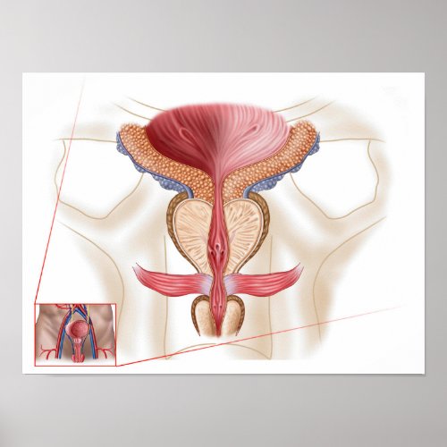 Anatomy Of Prostate Gland Poster