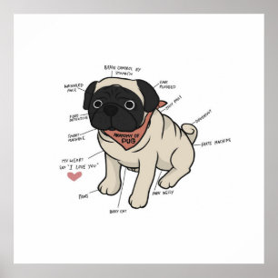 Anatomy Of Pug Dog Chart