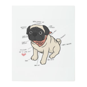 Anatomy Of Pug Dog Chart Metal Print
