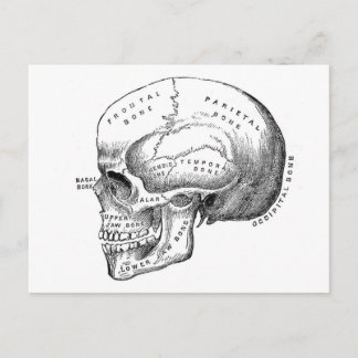 Anatomy of Skull Postcard