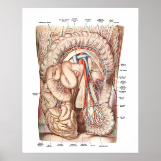 Anatomy of the Abdomen Poster