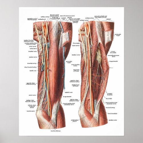 Anatomy of the Arm and Elbow Poster
