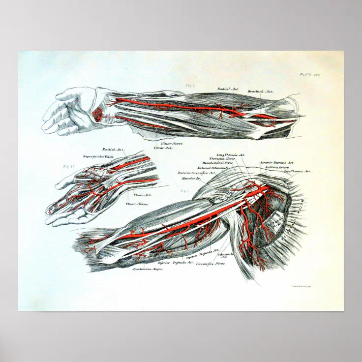Anatomy of the arm poster | Zazzle