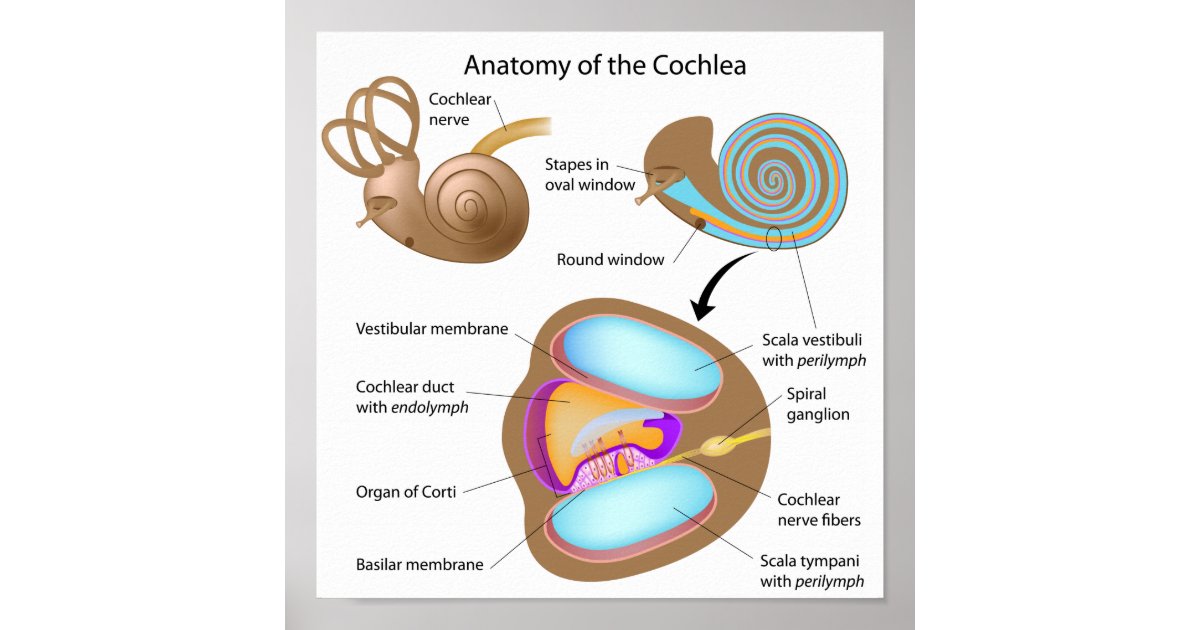 Cochlea Inner Ear Anatomy Label