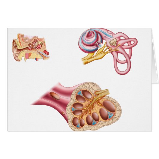 Anatomy Of The Cochlear Duct In The Human Ear Cards (Front Horizontal)