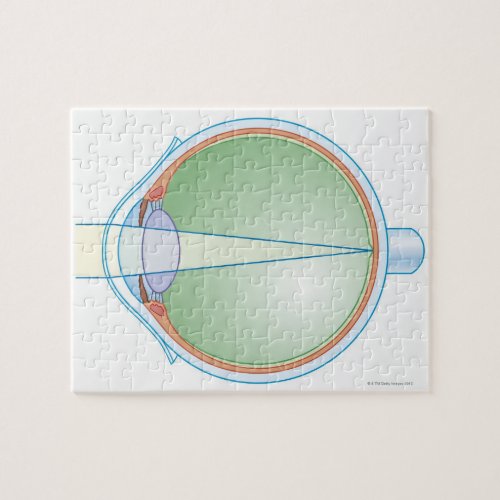 Anatomy of the Eye Jigsaw Puzzle