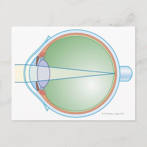 Anatomy of the Eye Postcard