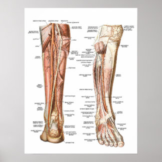 Anatomy of the Feet Poster