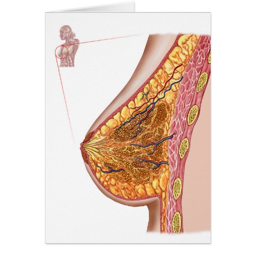 Anatomy Of The Female Breast