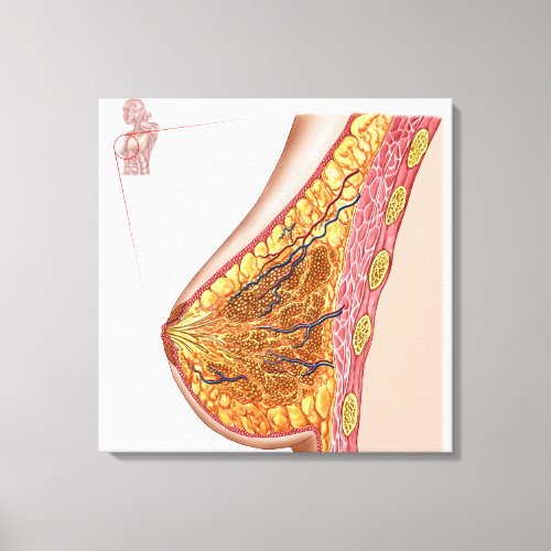Anatomy Of The Female Breast Canvas Print