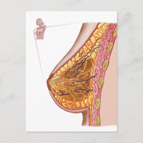 Anatomy Of The Female Breast Postcard