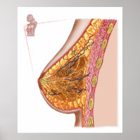 Anatomy Of The Female Breast Poster