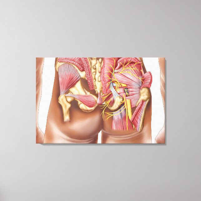 Anatomy Of The Gluteal Muscles In Buttocks Canvas Print (Front)