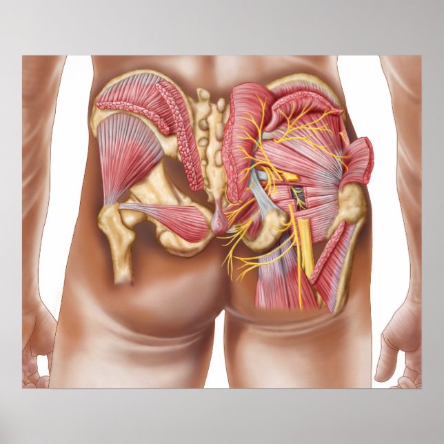 Anatomy Of The Gluteal Muscles In Buttocks Poster (Front)