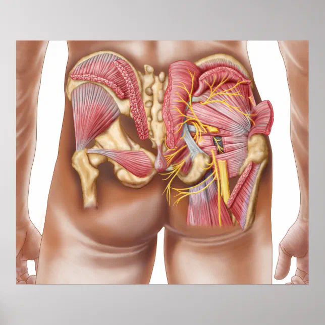 Anatomy Of The Gluteal Muscles In Buttocks Poster Zazzle