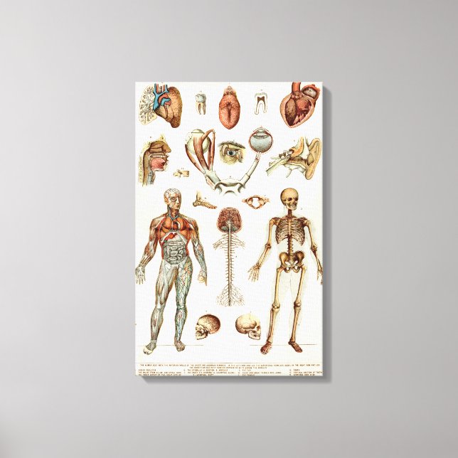 Anatomy of The Human Body Canvas Print (Front)