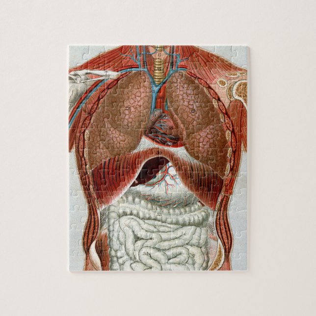 Anatomy of the Human Body Jigsaw Puzzle (Vertical)