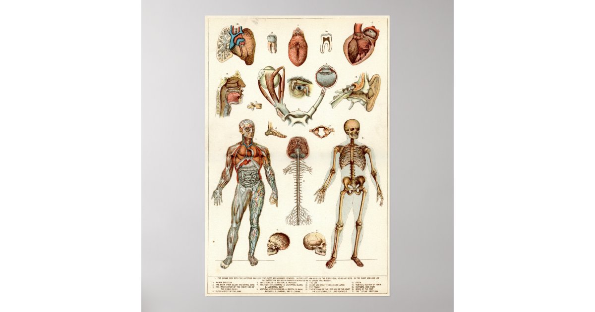 Anatomy of The Human Body Poster | Zazzle