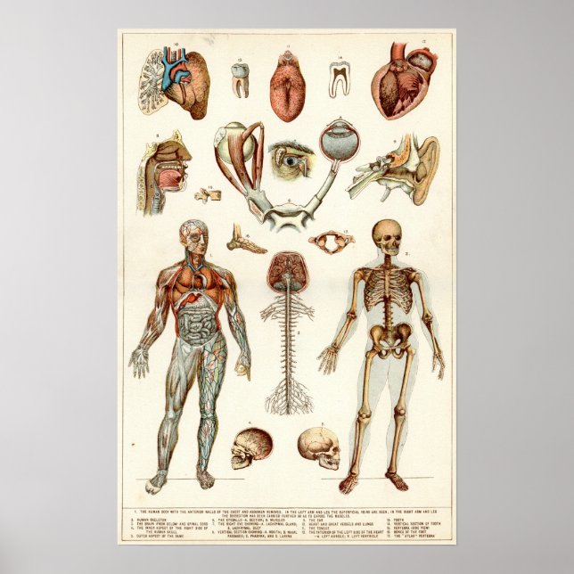 Anatomy of The Human Body Poster (Front)