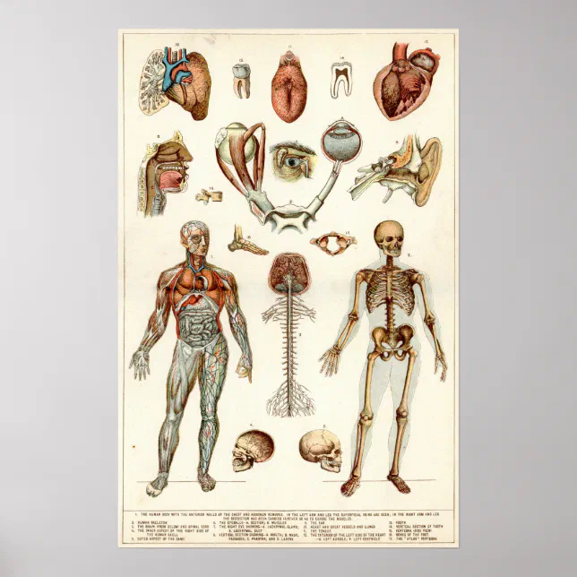 Anatomy of The Human Body Poster | Zazzle