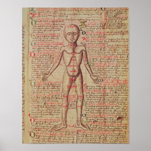 Anatomy of the human body poster