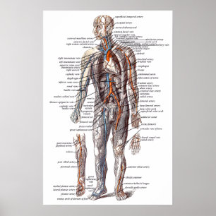 Anatomy of the Human Body Poster
