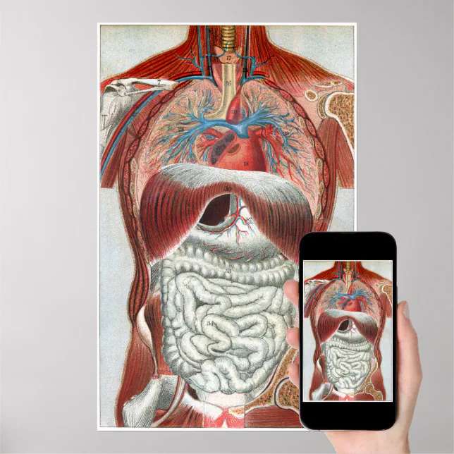 Anatomy of the Human Body Poster | Zazzle