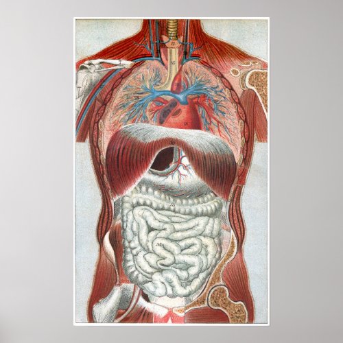 Anatomy of the Human Body Poster