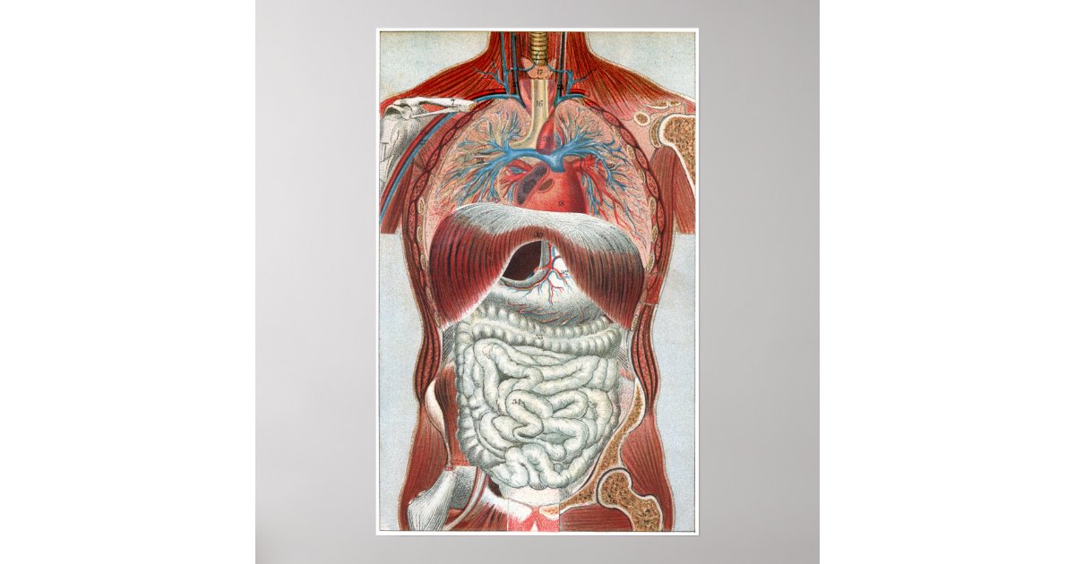 Anatomy of the Human Body Poster | Zazzle