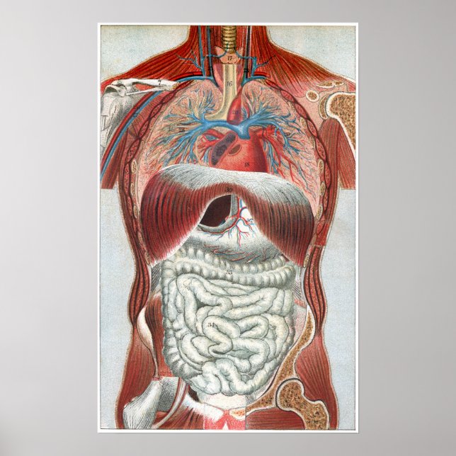 Anatomy of the Human Body Poster (Front)