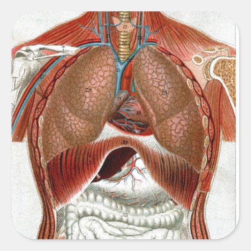 Anatomy of the Human Body Square Sticker | Zazzle