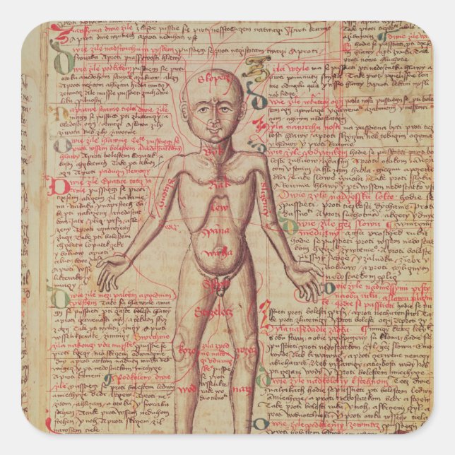 Anatomy of the human body square sticker (Front)