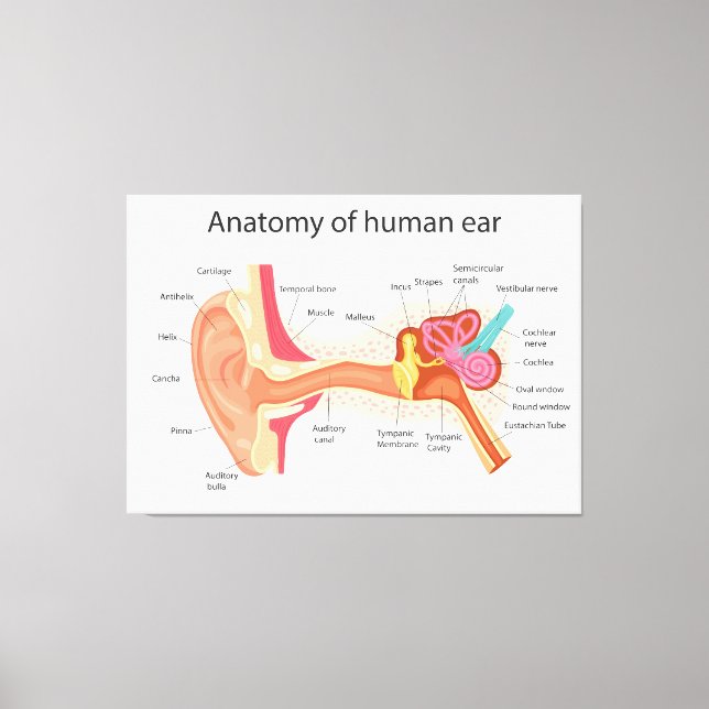 Anatomy of the human ear canvas print (Front)