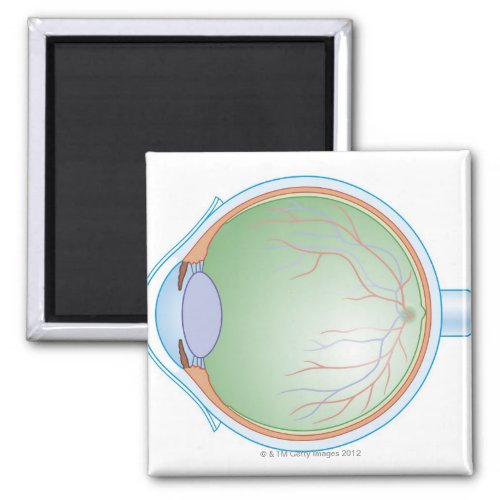 Anatomy of the Human Eye Magnet