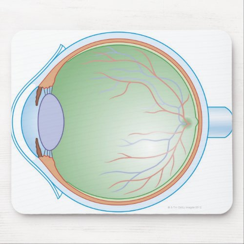 Anatomy of the Human Eye Mouse Pad