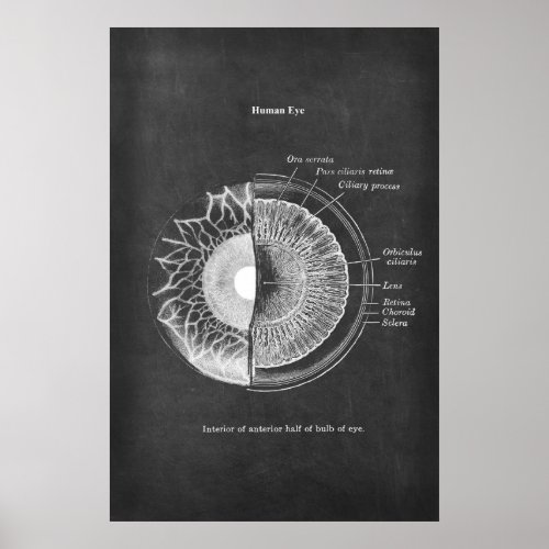 Anatomy of The Human Eye Optometrist Decor