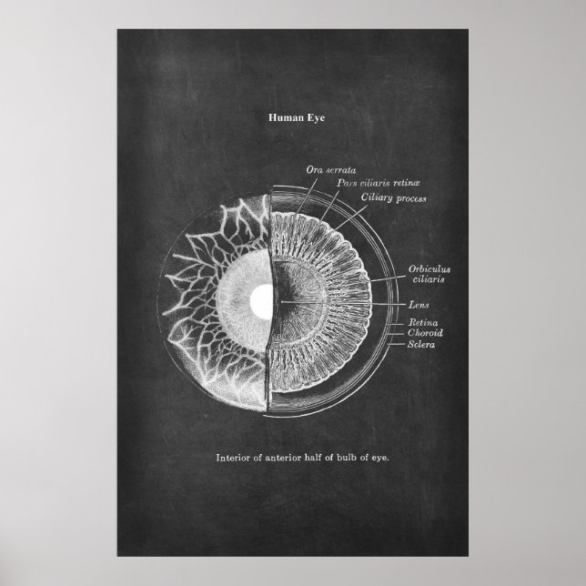 Anatomy of The Human Eye Optometrist Decor (Front)