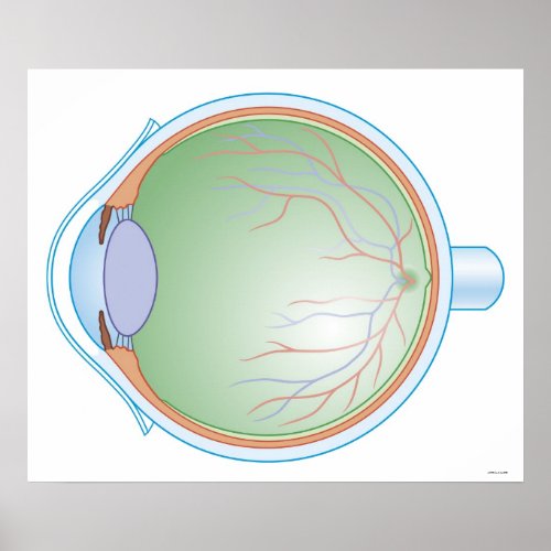 Anatomy of the Human Eye Poster