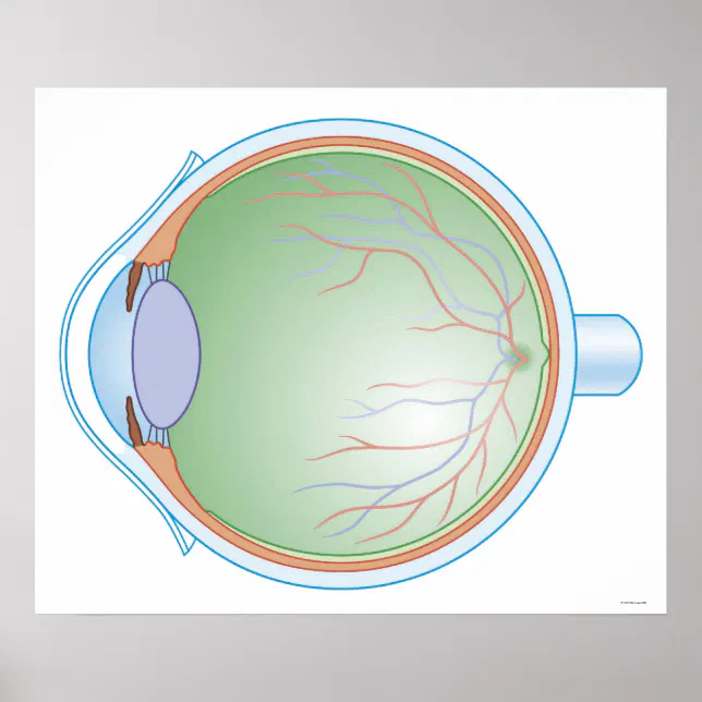 Anatomy of the Human Eye Poster | Zazzle