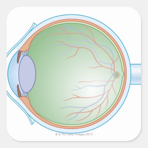 Anatomy of the Human Eye Square Sticker