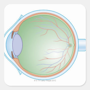 Anatomy of the Human Eye Square Sticker