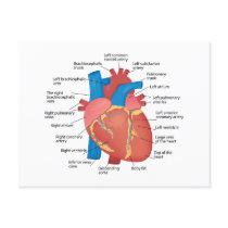 Anatomy of the human heart holiday postcard