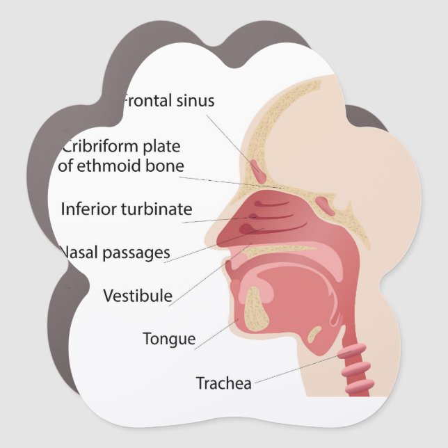 Anatomy of the human nose    car magnet (Front)