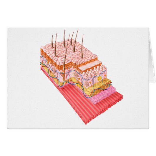 Anatomy Of The Human Skin Cards (Front Horizontal)