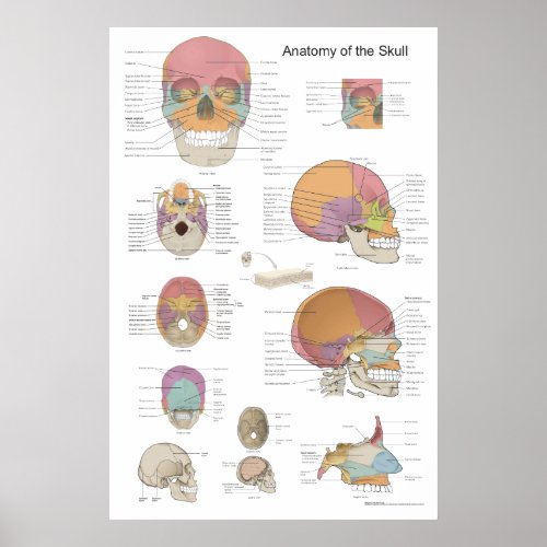 Anatomy of the Human Skull 24 X 36 Poster