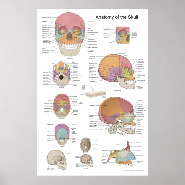 Anatomy of the Human Skull 24 X 36 Poster | Zazzle