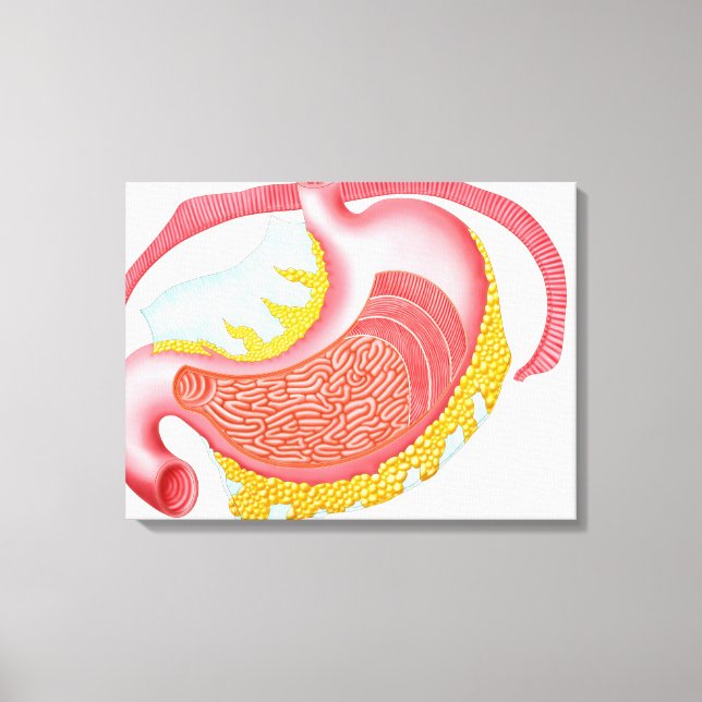 Anatomy Of The Human Stomach Canvas Print (Front)