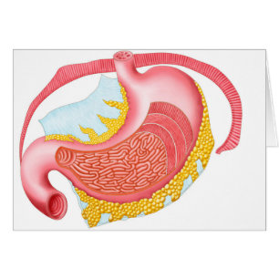 Anatomy Of The Human Stomach Cards