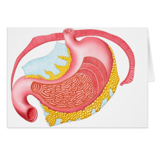 Anatomy Of The Human Stomach Cards (Front Horizontal)