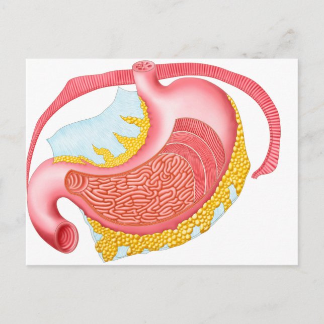 Anatomy Of The Human Stomach Postcard (Front)